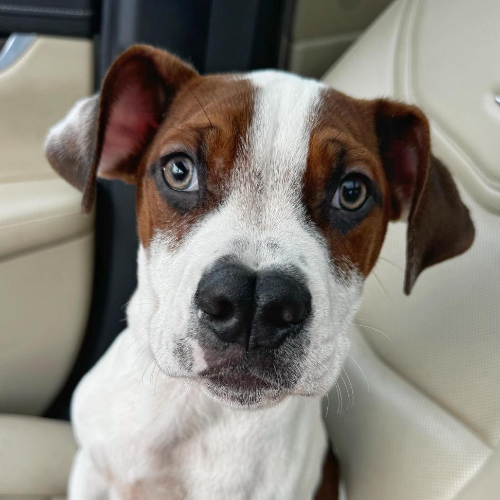 Wabi-Sabi, a Adoptable mixed breed in Tallahassee, FL image 6/6