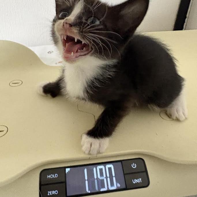 BRAZ-Stray-136752_2_3