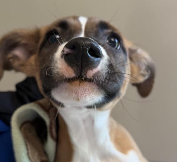 Touchdown, Adoptable, Puppy Male Pit Bull Terrier & German Shepherd Dog.