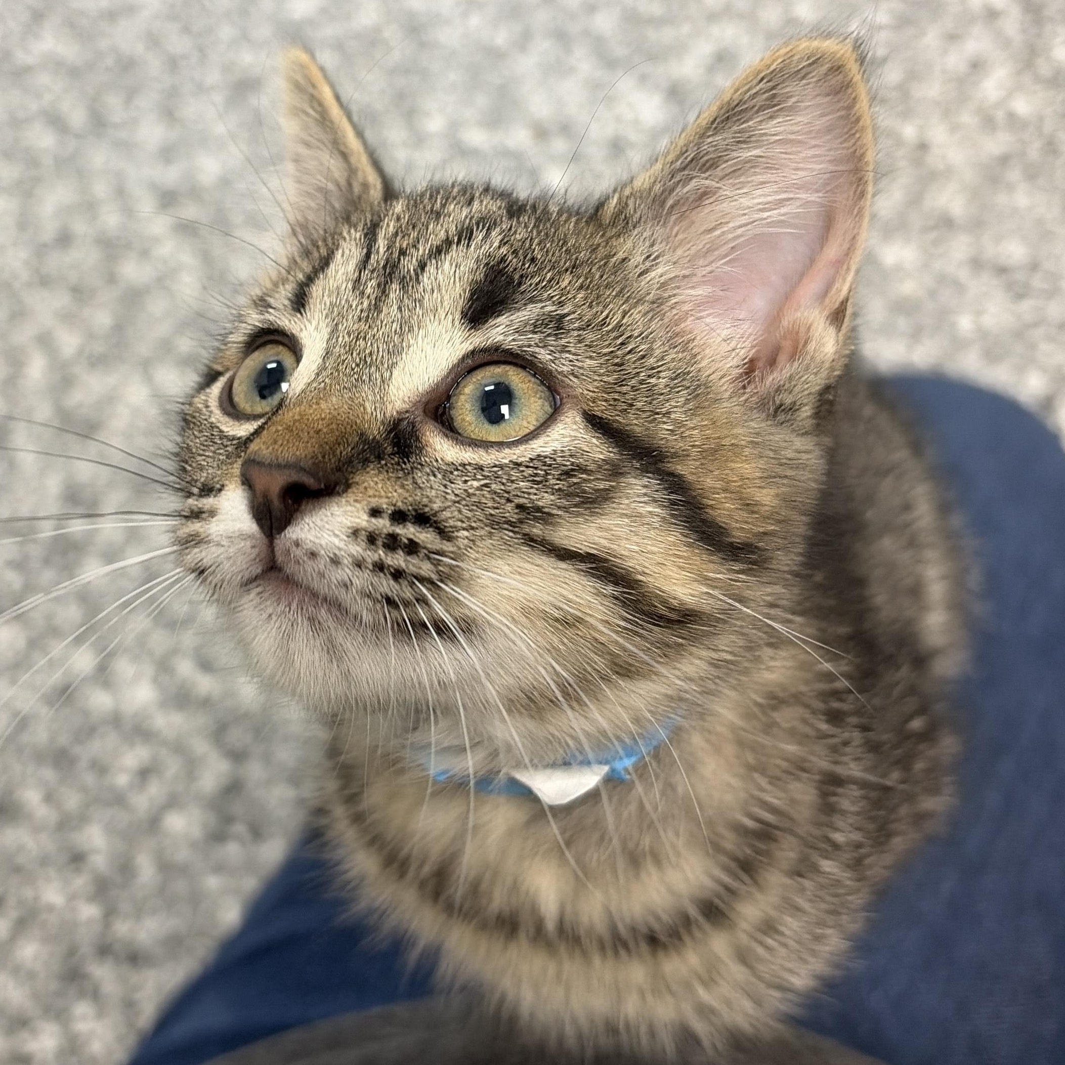 Stuart, a ADOPTABLE Domestic Short Hair in Bryan, OH image 2/2