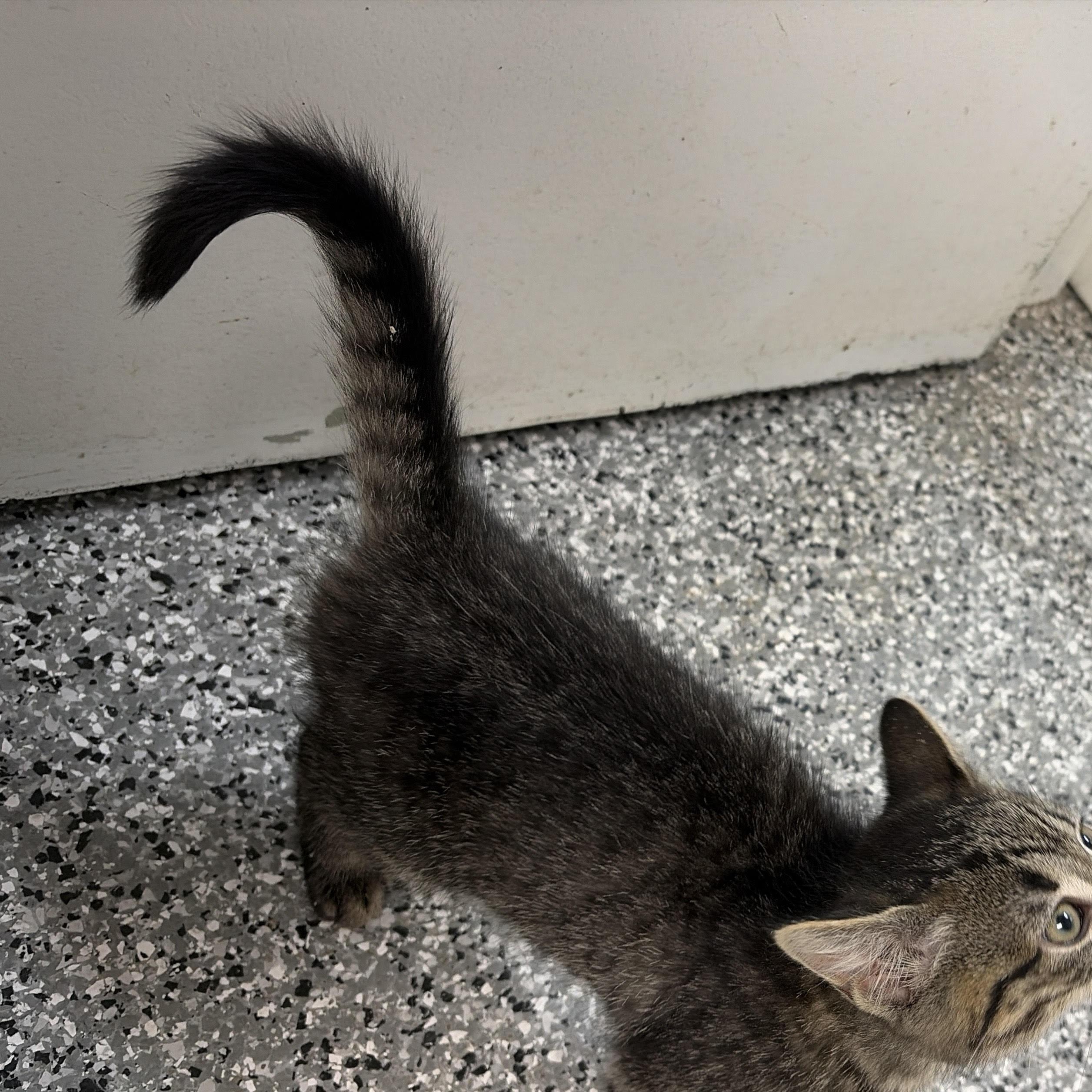 Stuart, ADOPTABLE, Kitten Male Domestic Short Hair.