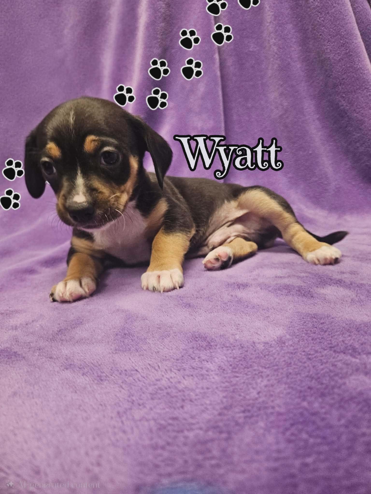 Wyatt, a Adopted mixed breed in San Angelo , TX image 1/2
