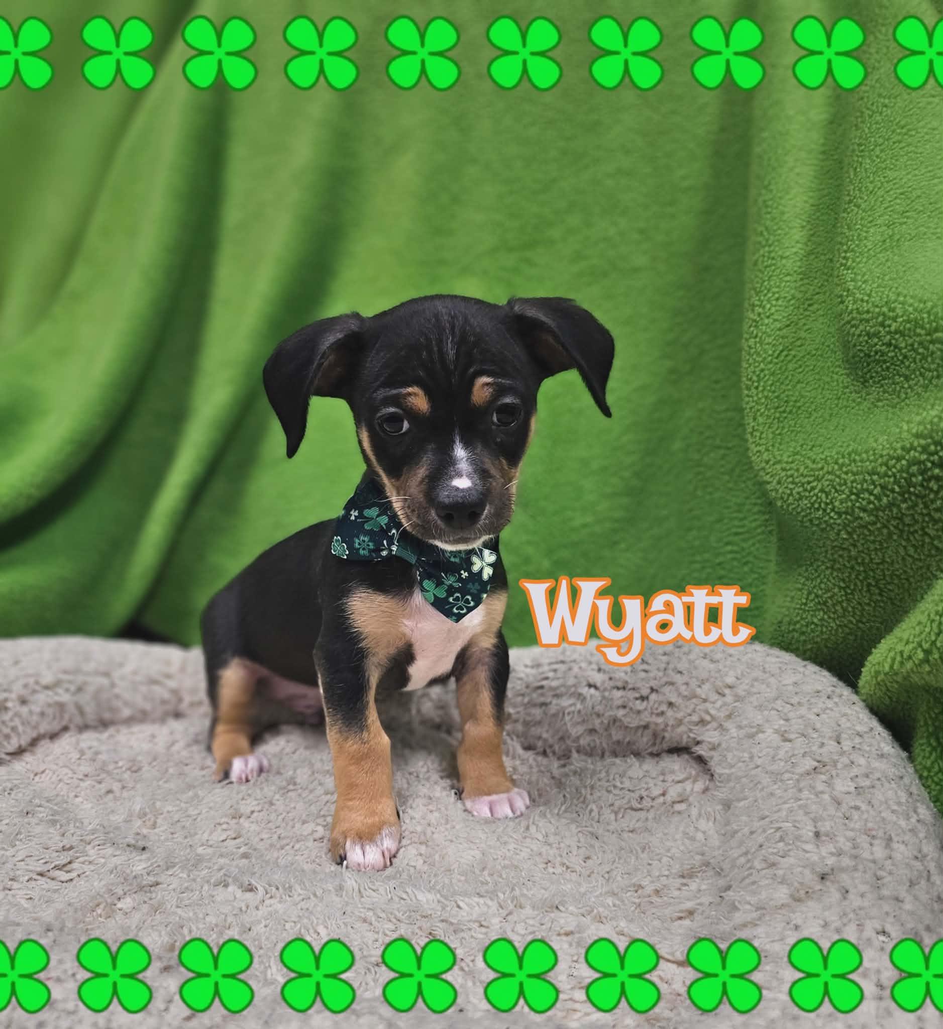 Wyatt, a Adopted mixed breed in San Angelo , TX image 2/2