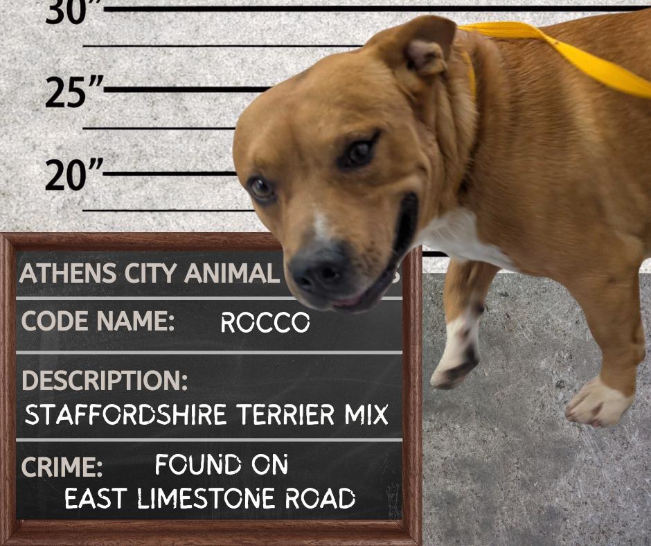 Enlarge ROCCO, a Adoptable mixed breed in Athens, AL image 1/6