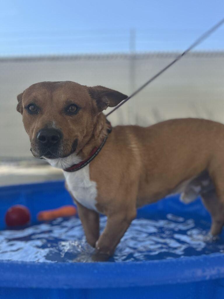 Enlarge ROCCO, a Adoptable mixed breed in Athens, AL image 2/6