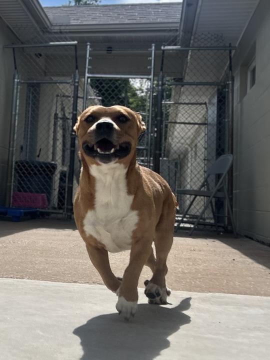 Enlarge ROCCO, a Adoptable mixed breed in Athens, AL image 3/6