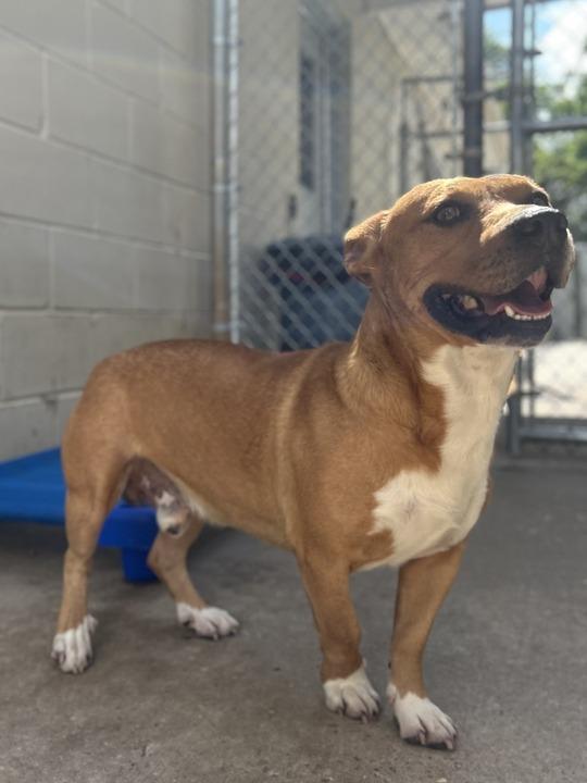 Enlarge ROCCO, a Adoptable mixed breed in Athens, AL image 4/6