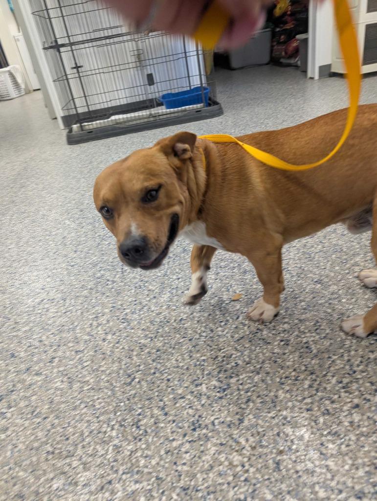 Enlarge ROCCO, a Adoptable mixed breed in Athens, AL image 5/6
