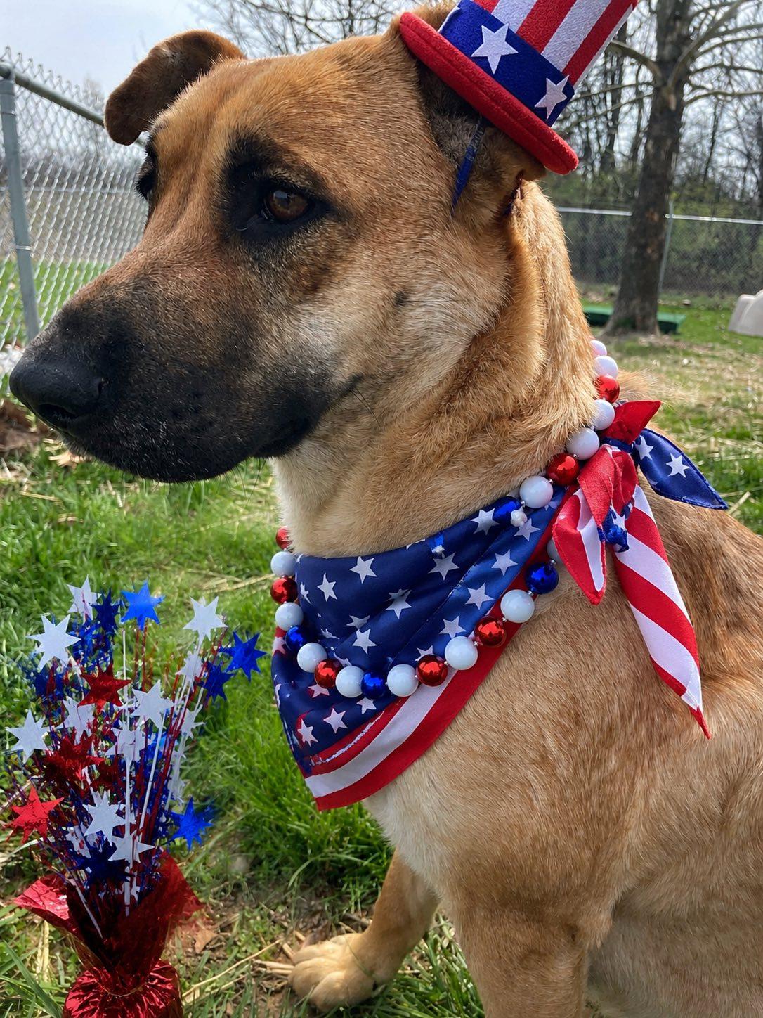 Patty, a ADOPTABLE mixed breed in Sulphur, KY image 2/4