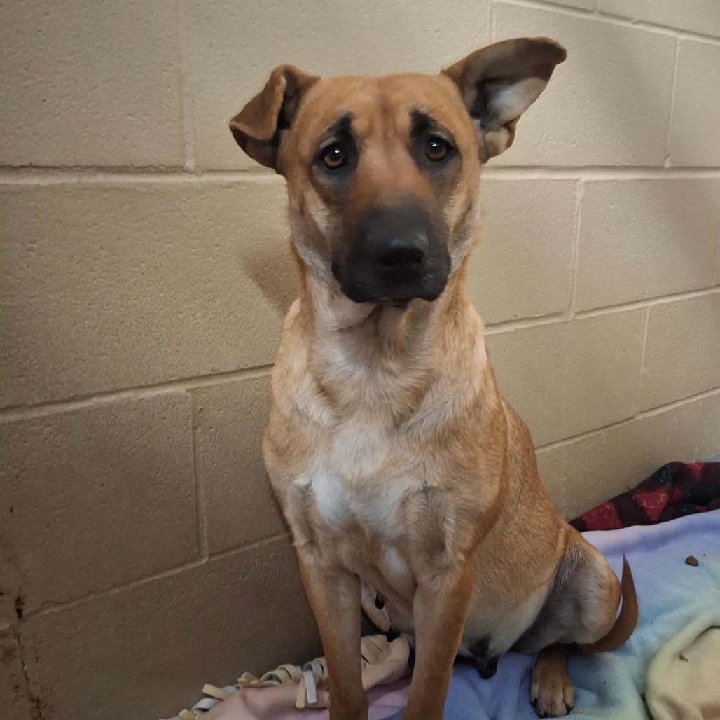 Patty, ADOPTABLE, Young Female German Shepherd Dog.