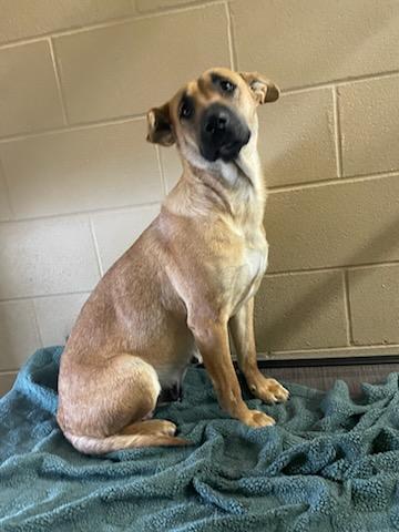 Enlarge Patty, a ADOPTABLE mixed breed in Sulphur, KY image 2/3