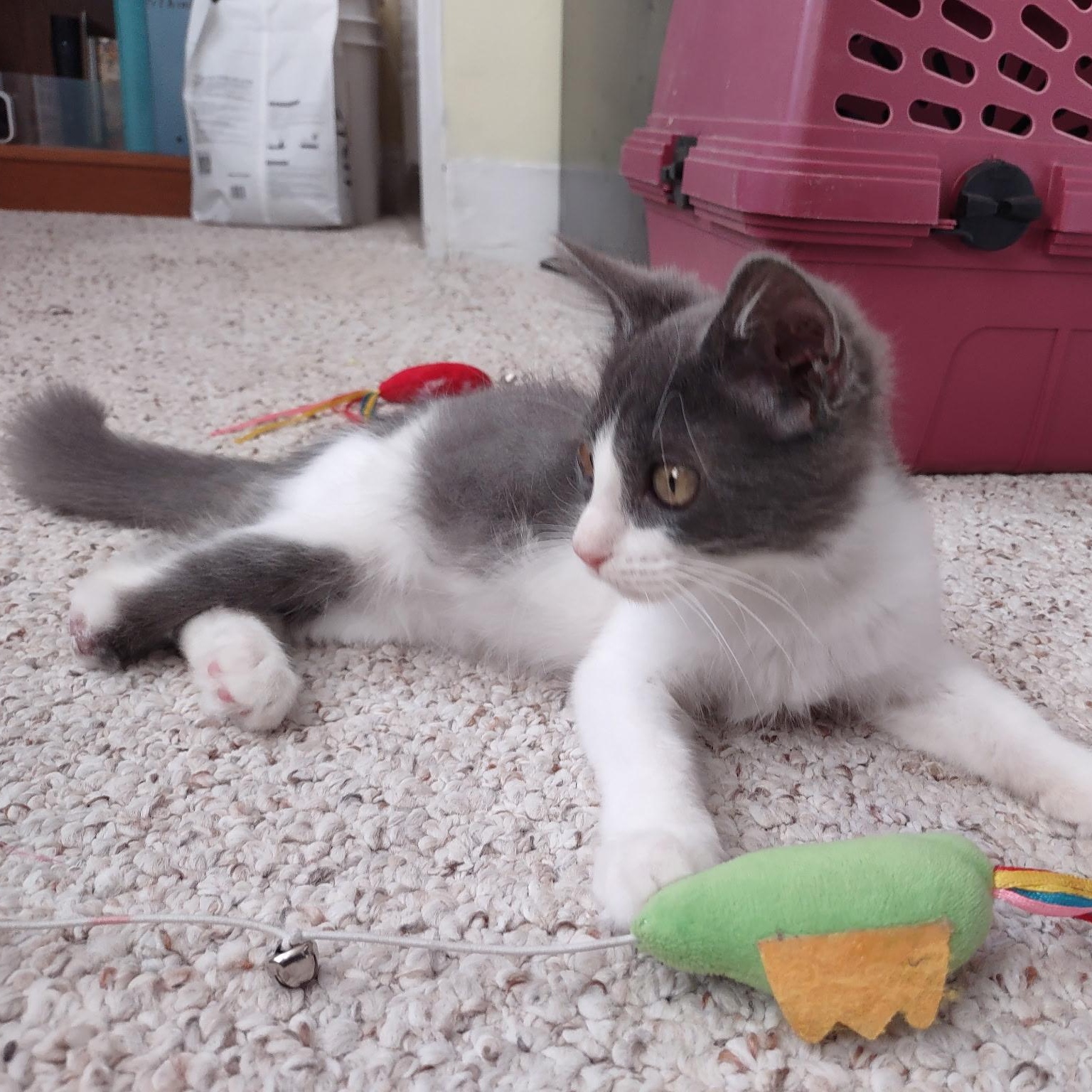 Enlarge Trinity (Special Needs/Tripod), a Adopted Domestic Short Hair in Bordentown, NJ image 2/5