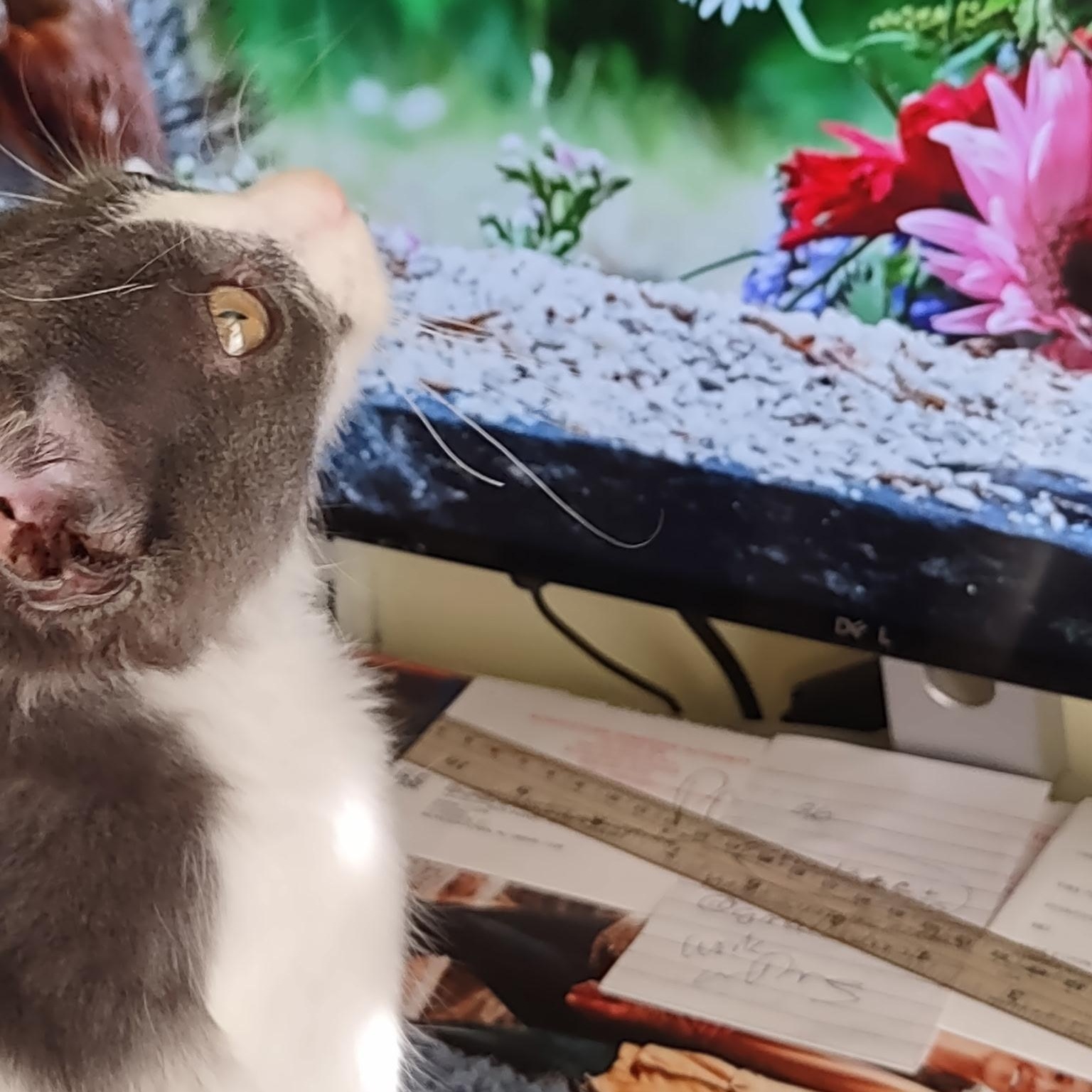 Enlarge Trinity (Special Needs/Tripod), a Adopted Domestic Short Hair in Bordentown, NJ image 3/5