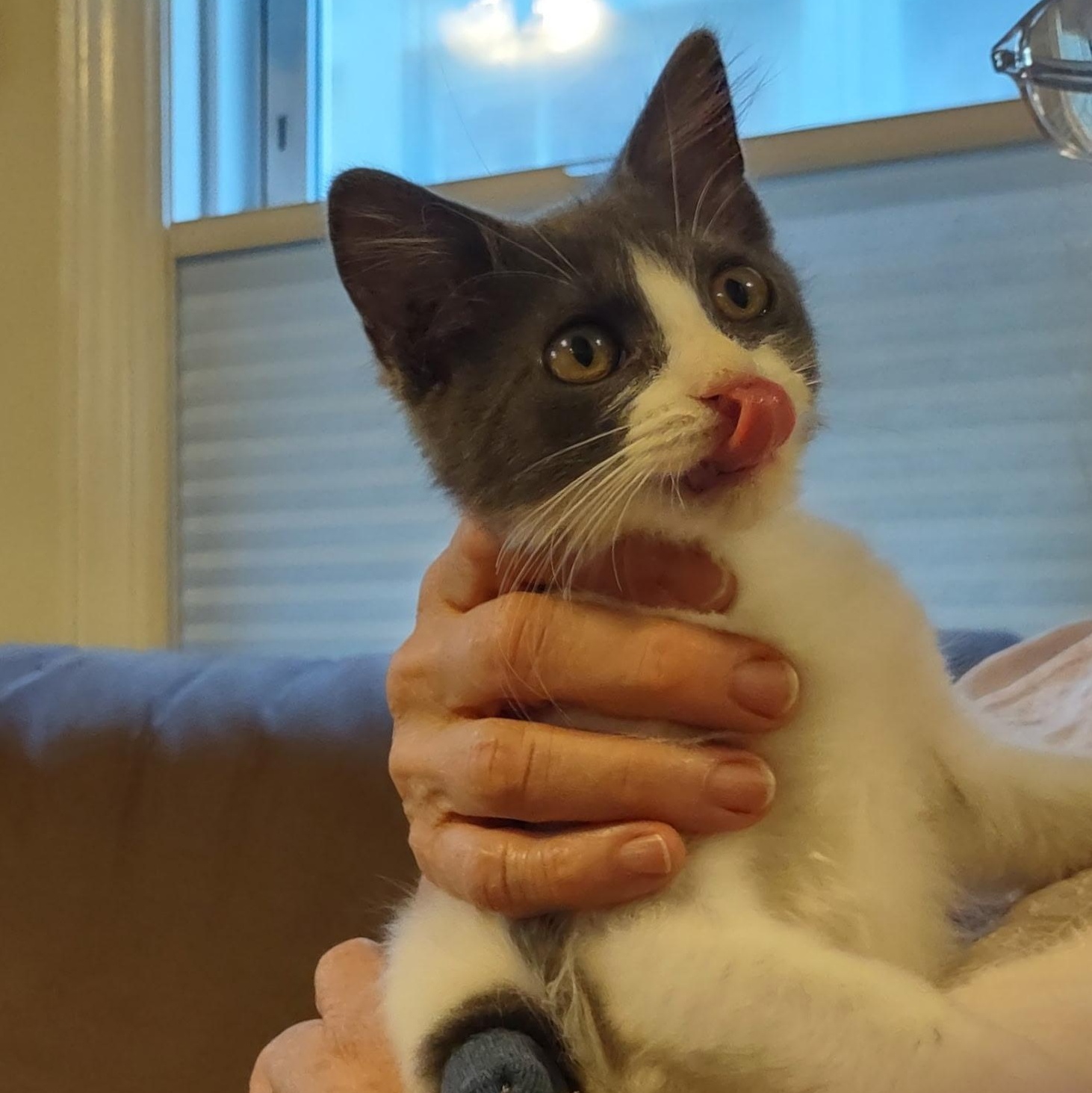 Enlarge Trinity (Special Needs/Tripod), a Adopted Domestic Short Hair in Bordentown, NJ image 1/5