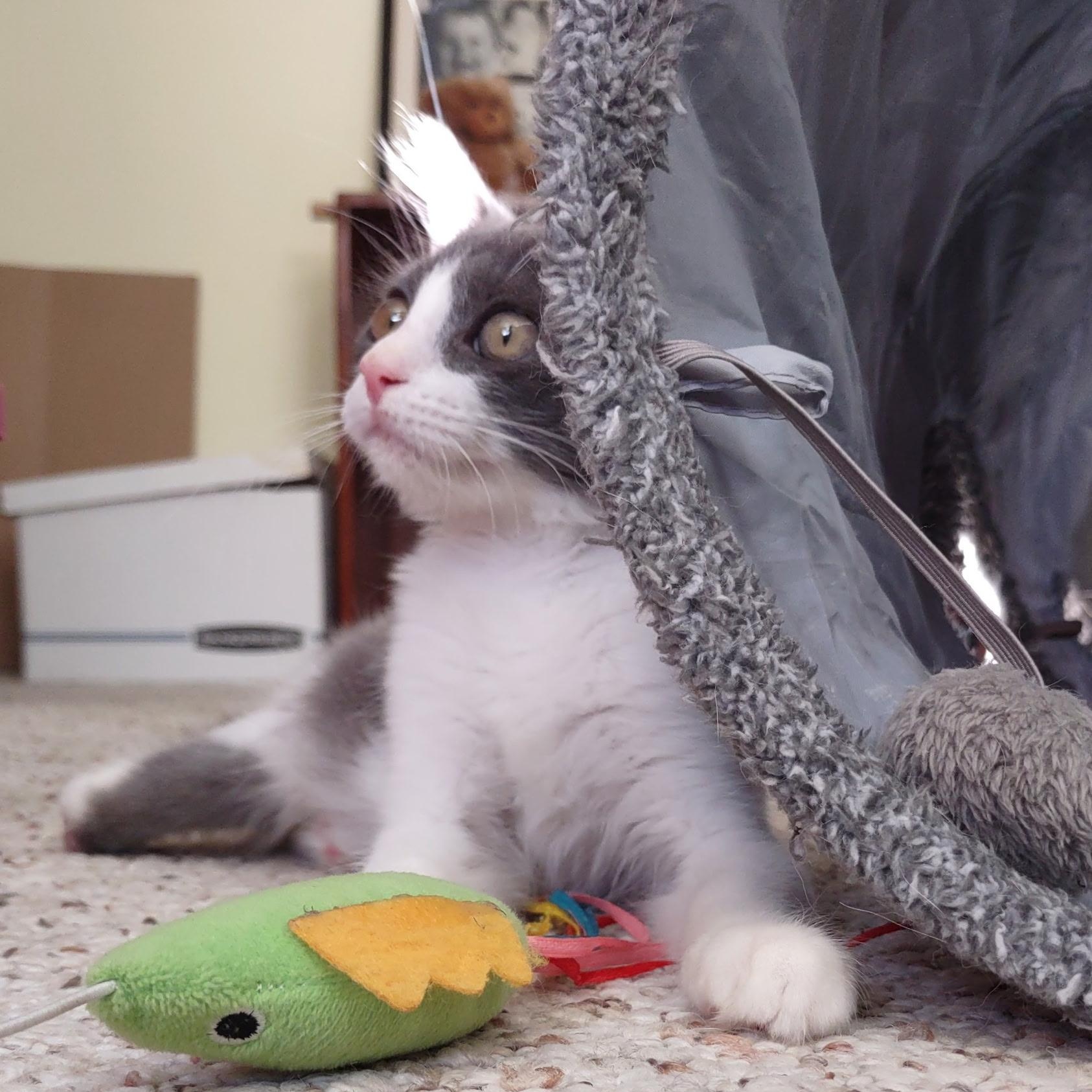 Enlarge Trinity (Special Needs/Tripod), a Adopted Domestic Short Hair in Bordentown, NJ image 4/5