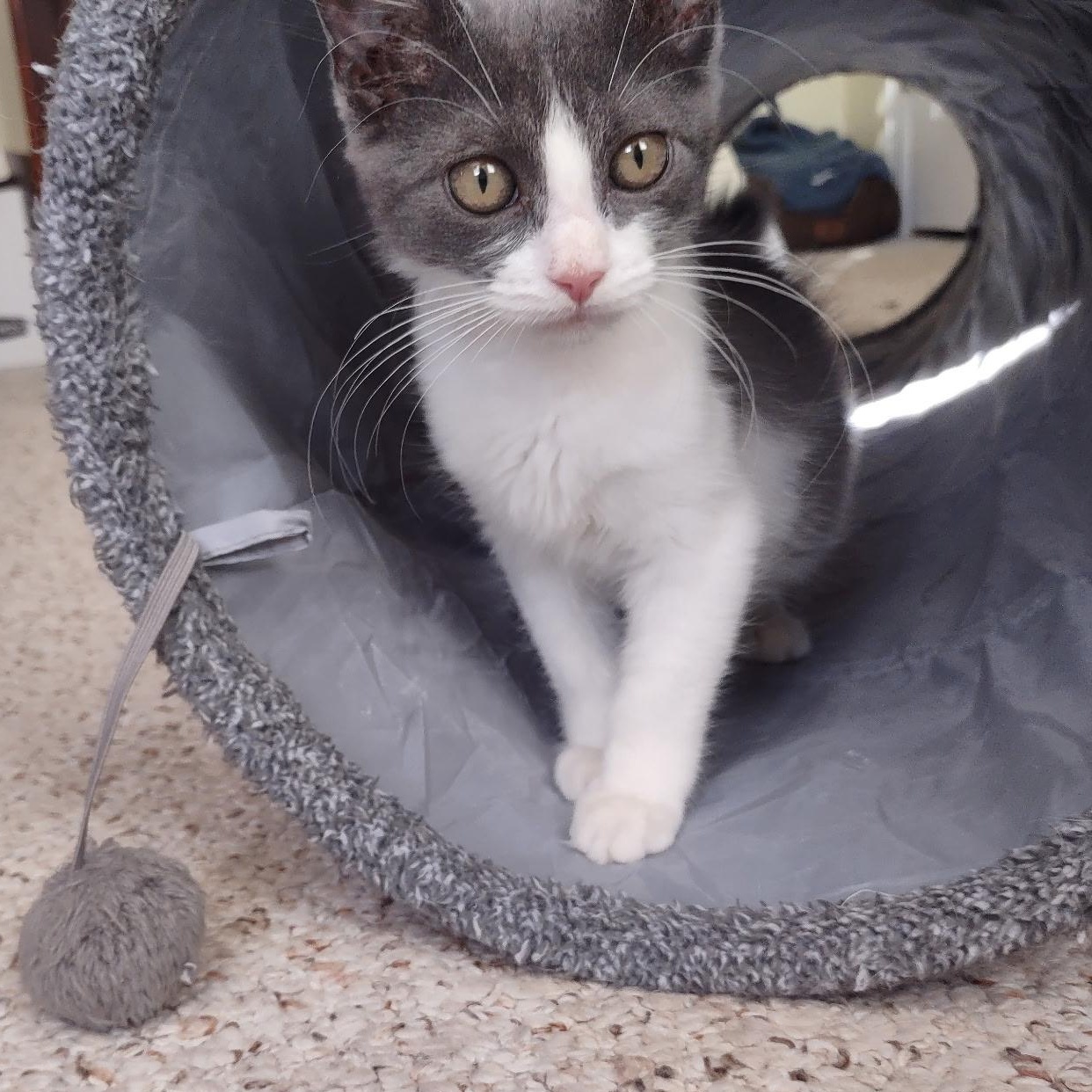 Enlarge Trinity (Special Needs/Tripod), a Adopted Domestic Short Hair in Bordentown, NJ image 5/5