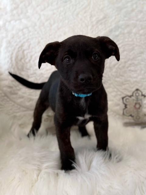 Frak, adoptable, Puppy Female Mixed Breed.