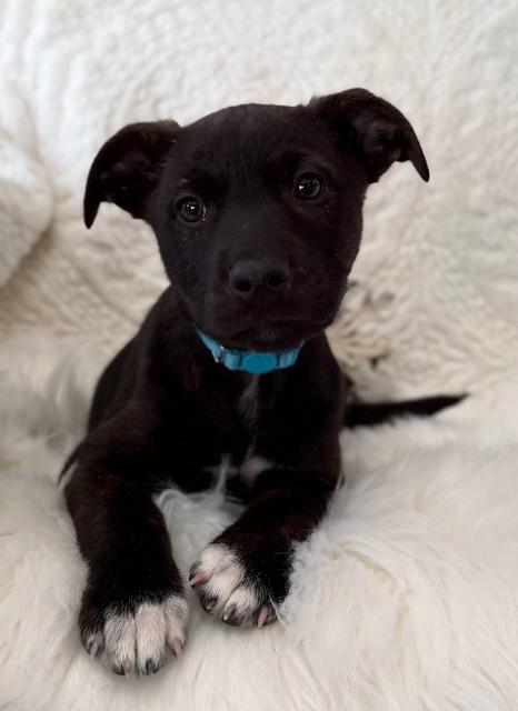 Enlarge Frak, an adoptable mixed breed in Eagle, CO image 3/6