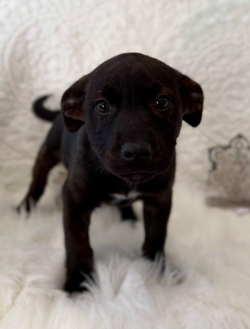 Enlarge Frak, an adoptable mixed breed in Eagle, CO image 4/6