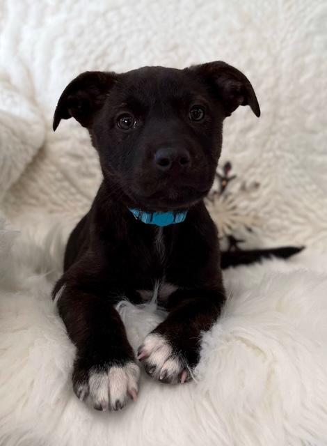 Enlarge Frak, an adoptable mixed breed in Eagle, CO image 6/6