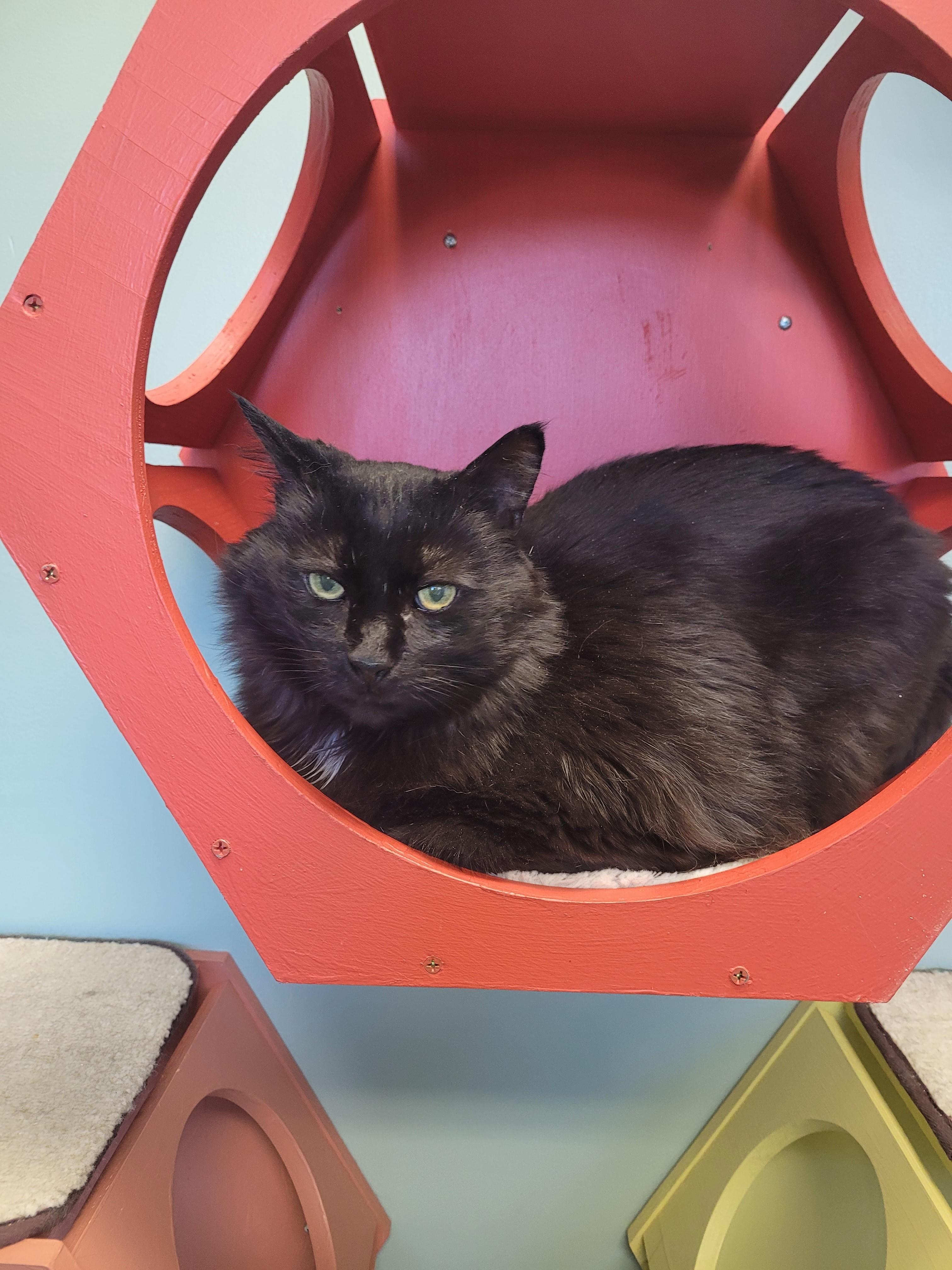 Enlarge Andie (FIV +), a Adopted Domestic Medium Hair in North Attleboro, MA image 1/4