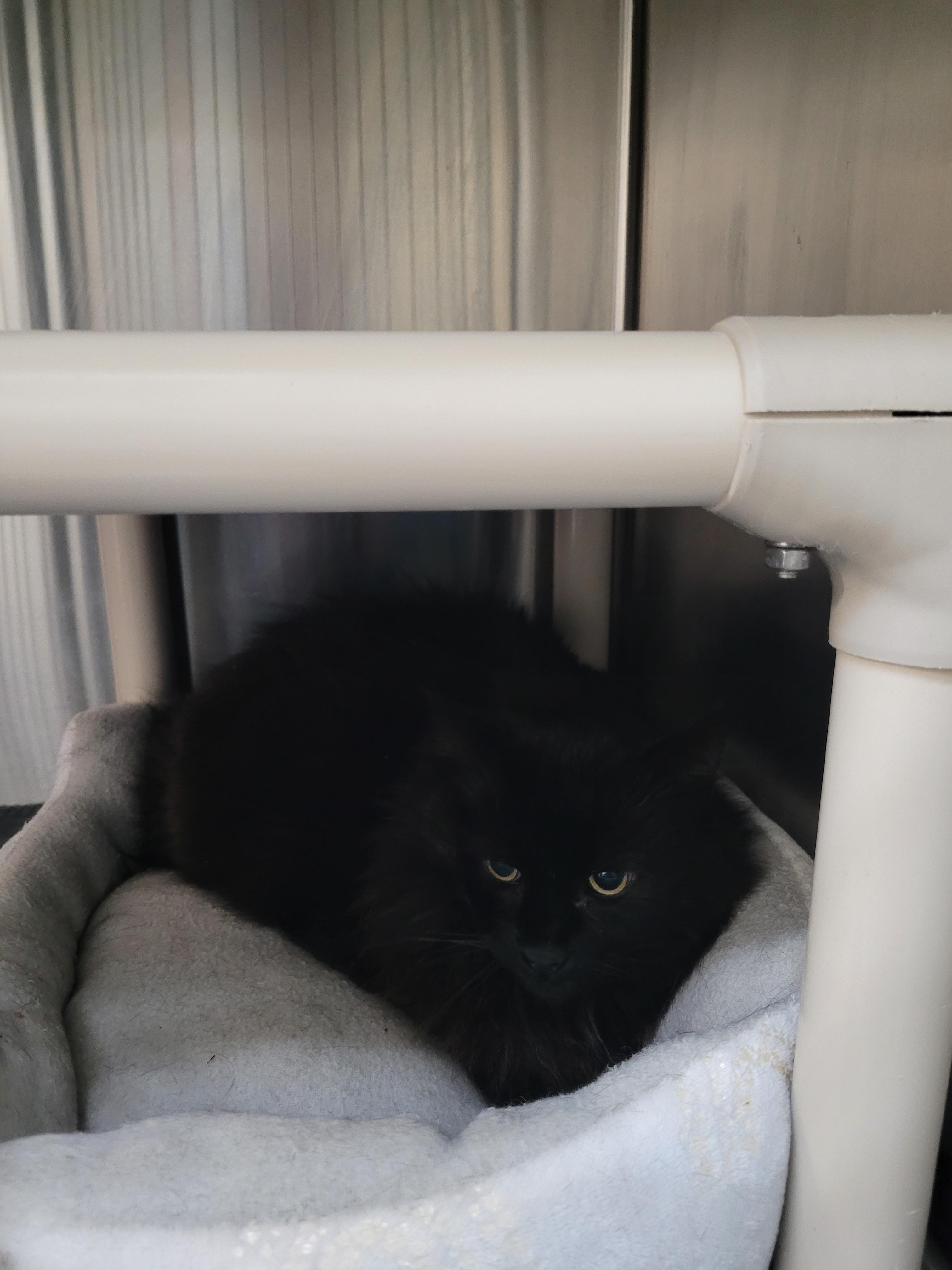 Enlarge Andie (FIV +), a Adopted Domestic Medium Hair in North Attleboro, MA image 3/4