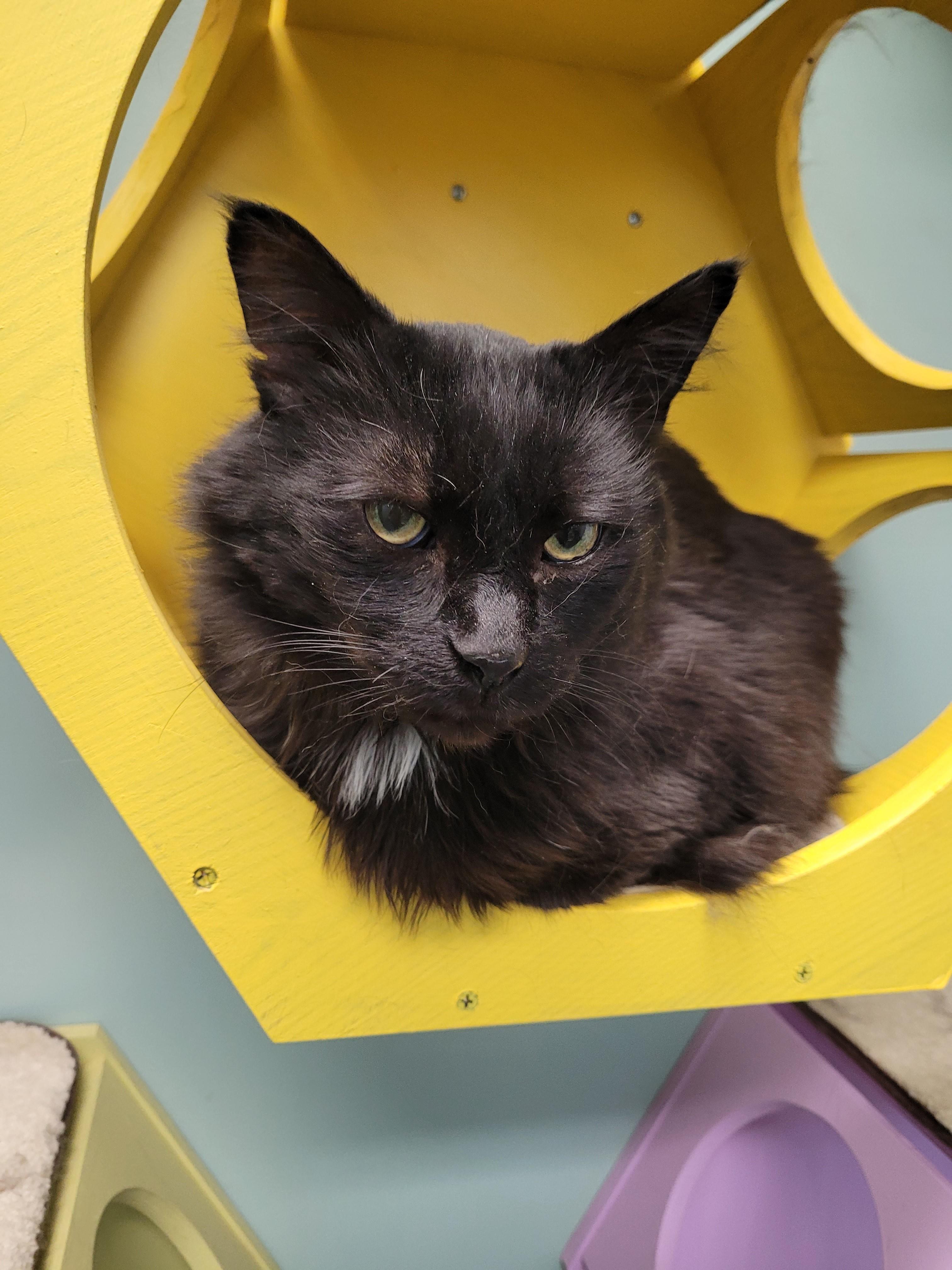 Enlarge Andie (FIV +), a Adopted Domestic Medium Hair in North Attleboro, MA image 2/4