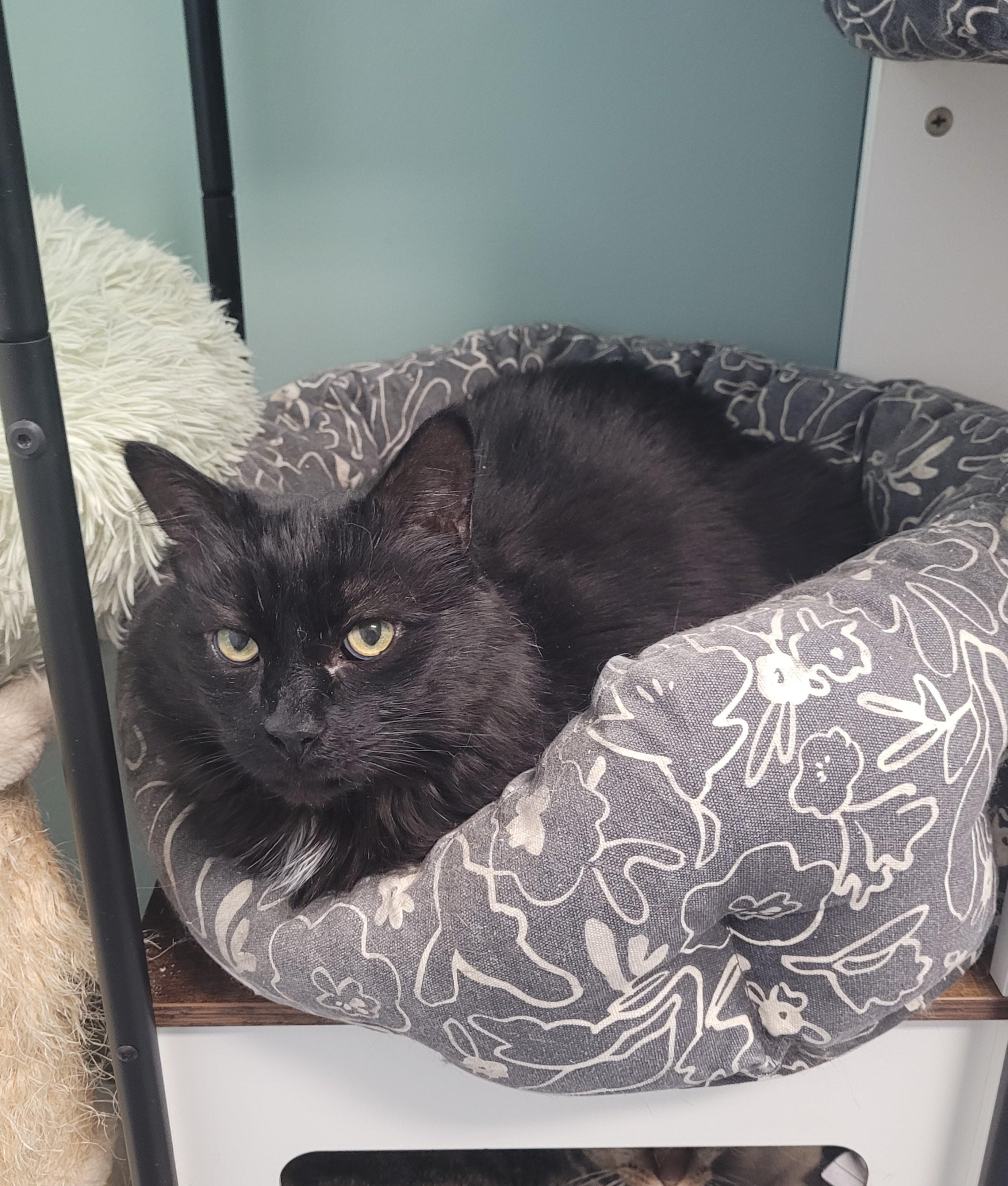 Enlarge Andie (FIV +), a Adopted Domestic Medium Hair in North Attleboro, MA image 4/4