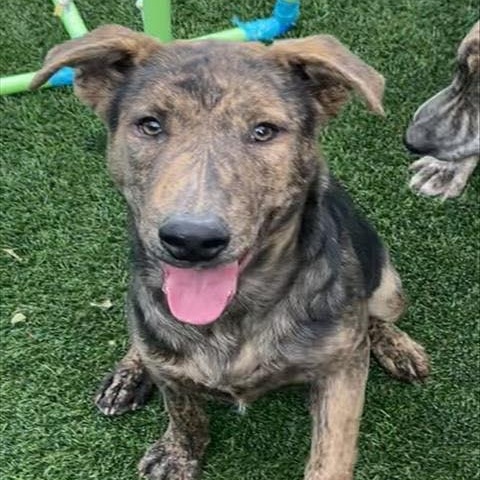 Enlarge Stryker, a Adoptable mixed breed in Los Angeles, CA image 1/5