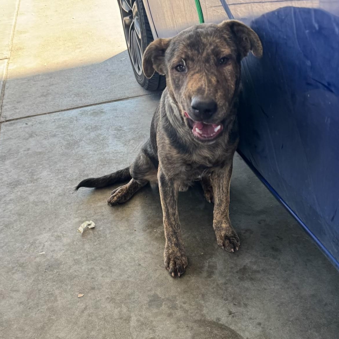 Enlarge Stryker, a Adoptable mixed breed in Los Angeles, CA image 3/5