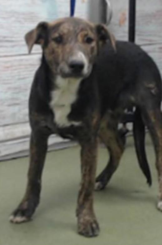 Enlarge Stryker, a Adoptable mixed breed in Los Angeles, CA image 2/5