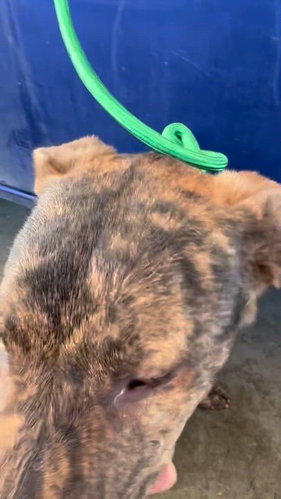 Enlarge Stryker, a Adoptable mixed breed in Los Angeles, CA video 5/5