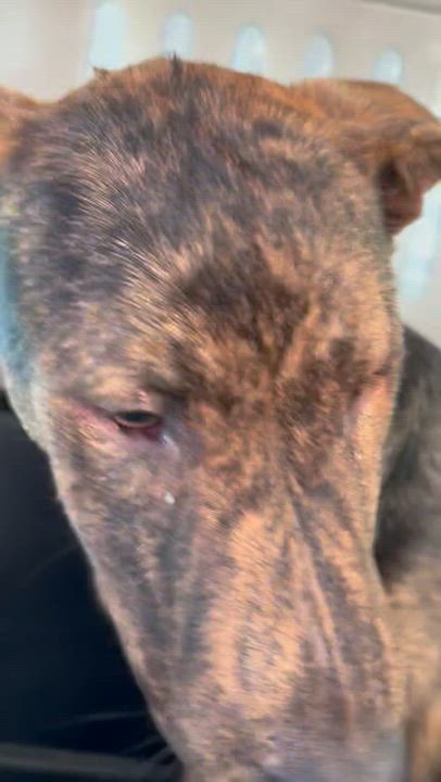 Enlarge Stryker, a Adoptable mixed breed in Los Angeles, CA video 4/5