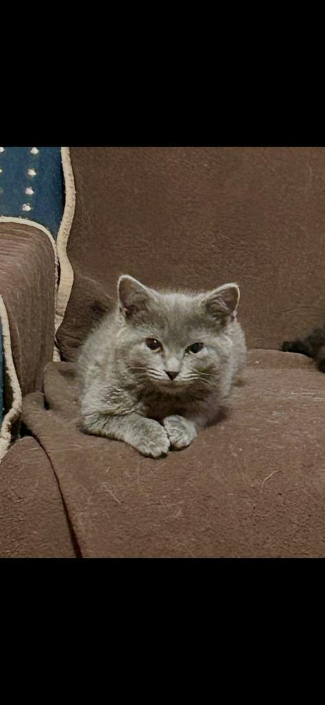 Enlarge Judy, a Adoptable mixed breed in Athens, OH image 1/1