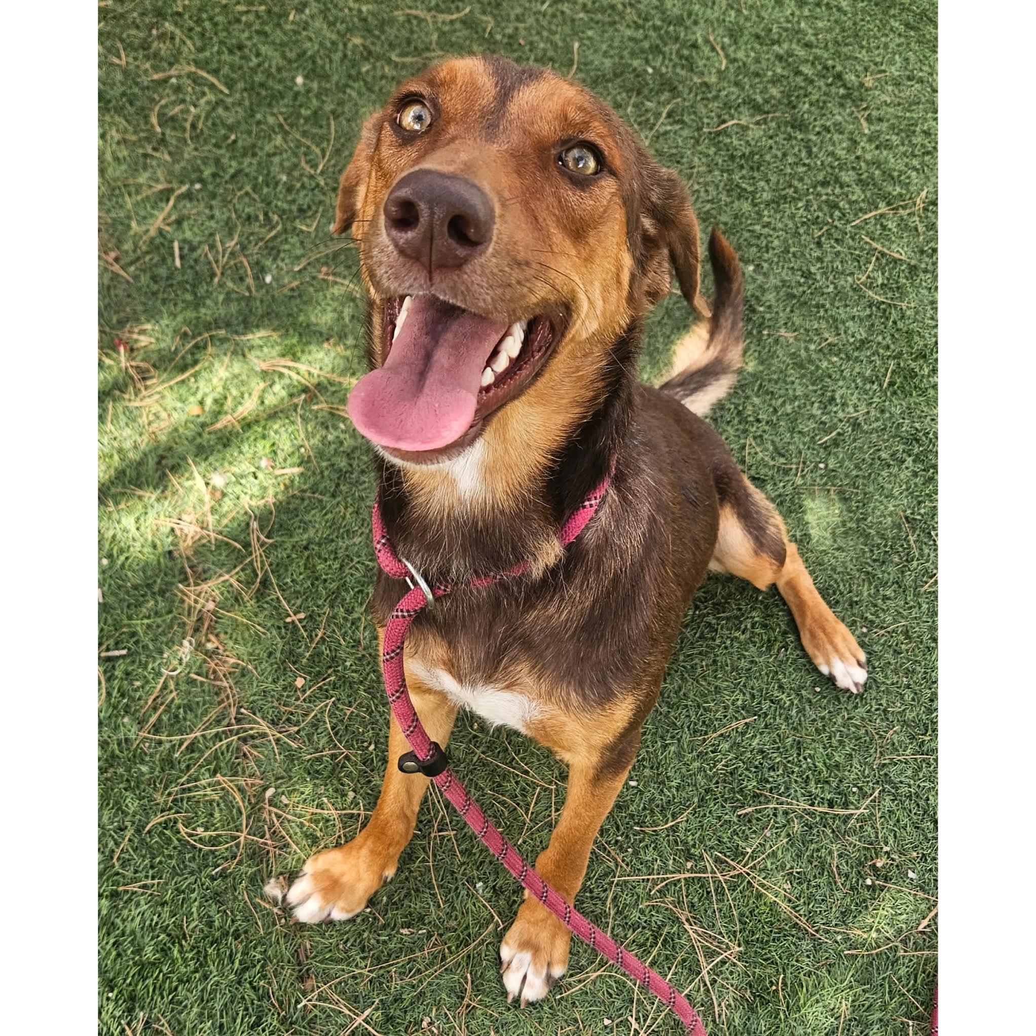 Enlarge Jessie, a ADOPTABLE mixed breed in Boulder, CO image 4/6