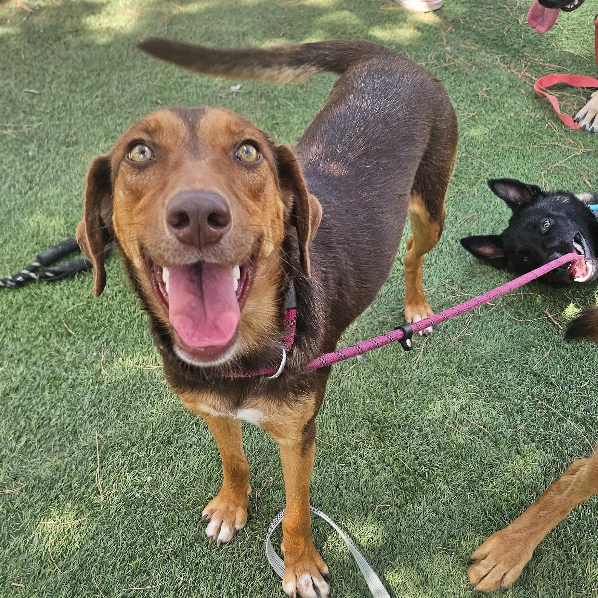 Enlarge Jessie, a ADOPTABLE mixed breed in Boulder, CO image 1/6
