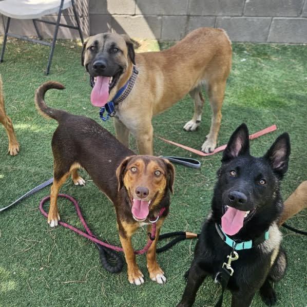 Enlarge Jessie, a ADOPTABLE mixed breed in Boulder, CO image 3/6