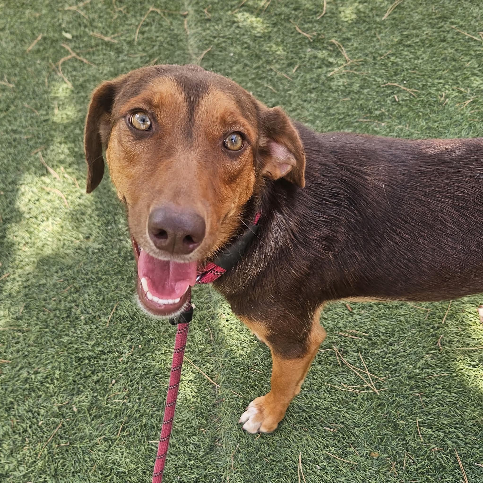Enlarge Jessie, a ADOPTABLE mixed breed in Boulder, CO image 6/6