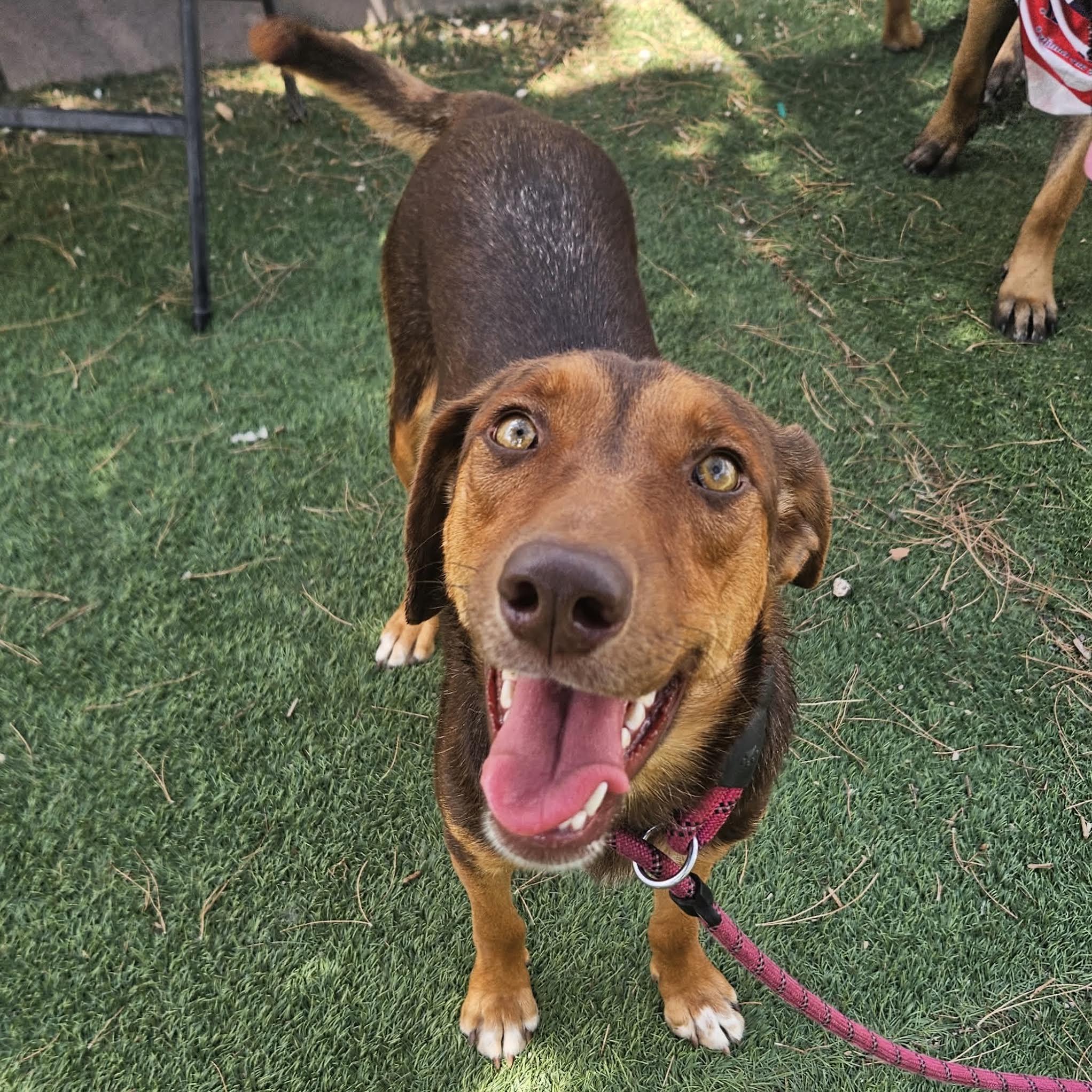 Enlarge Jessie, a ADOPTABLE mixed breed in Boulder, CO image 5/6