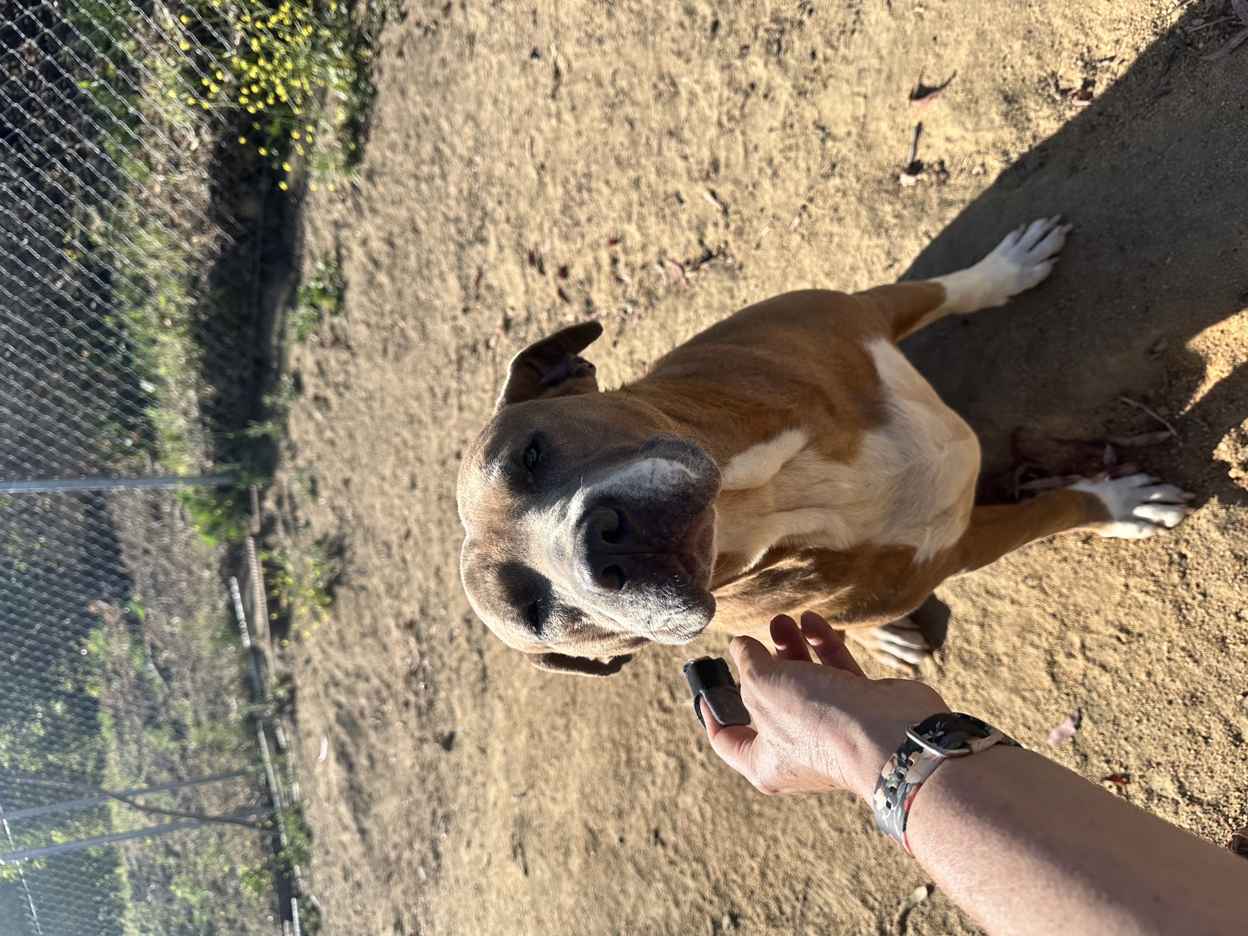 Phoenix, a Adoptable Pit Bull Terrier in Temecula, CA image 1/4