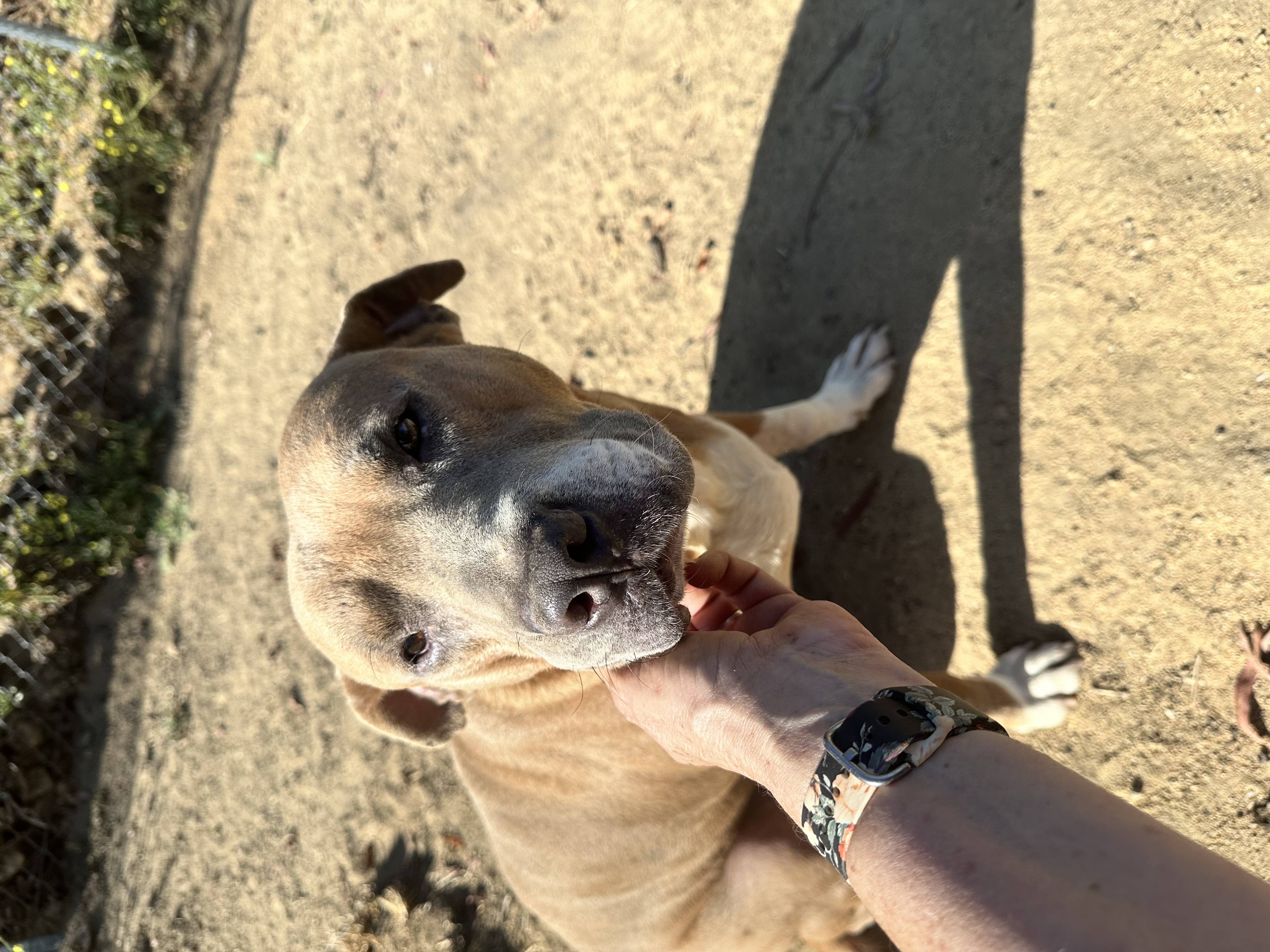 Phoenix, a Adoptable Pit Bull Terrier in Temecula, CA image 2/4