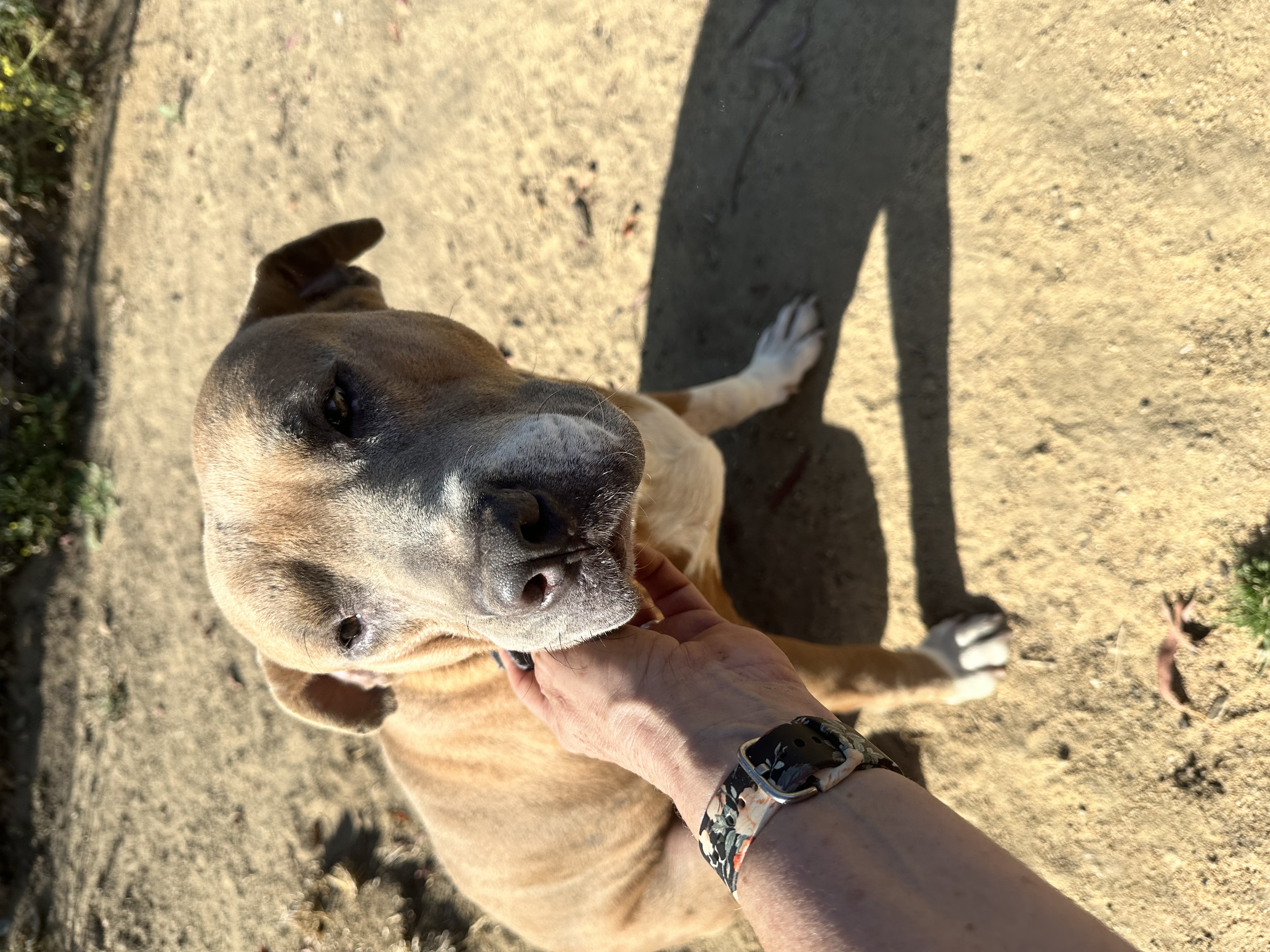 Phoenix, a Adoptable Pit Bull Terrier in Temecula, CA image 3/4