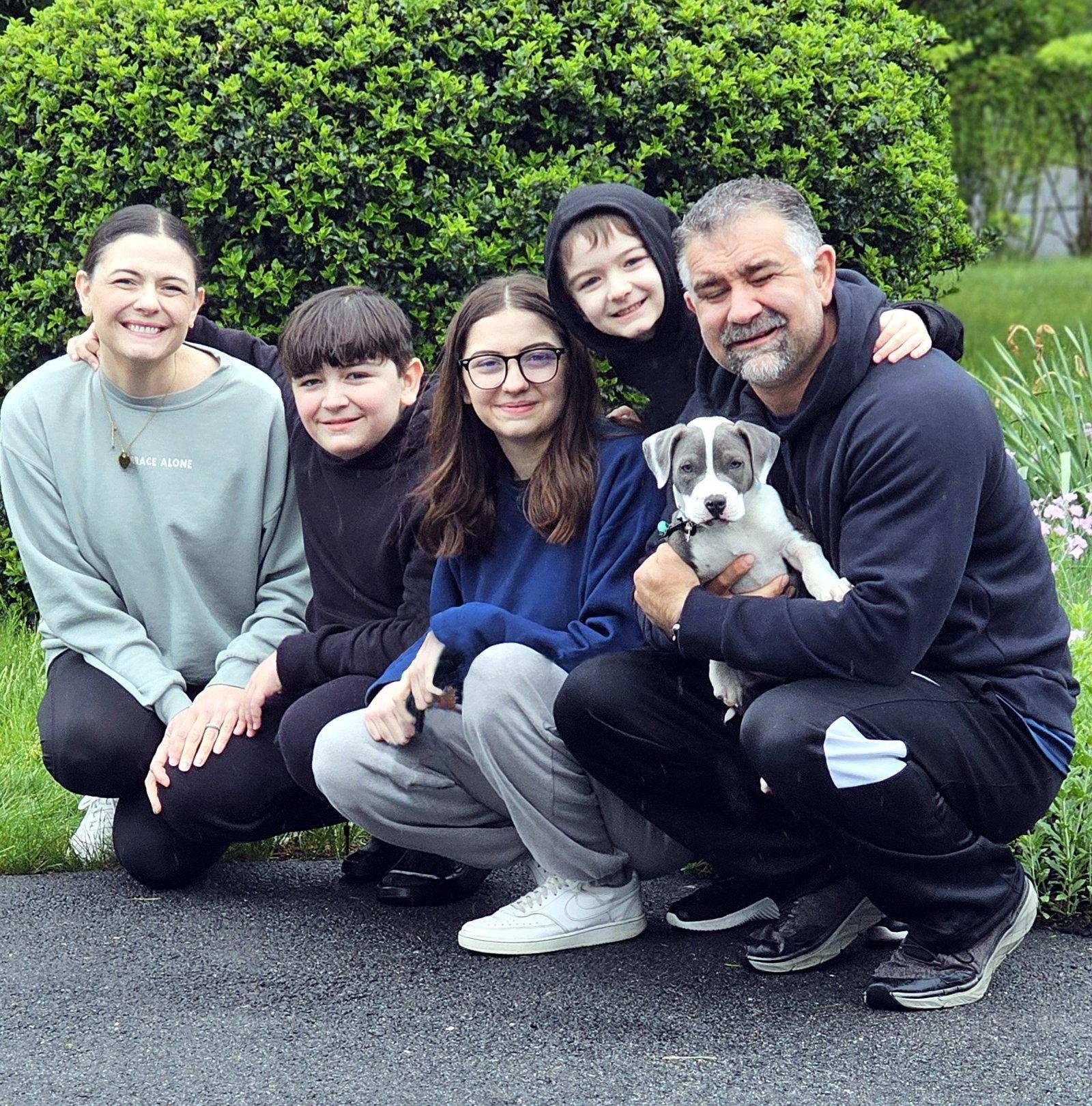Remi, a Adopted Pit Bull Terrier in Framingham, MA image 1/3