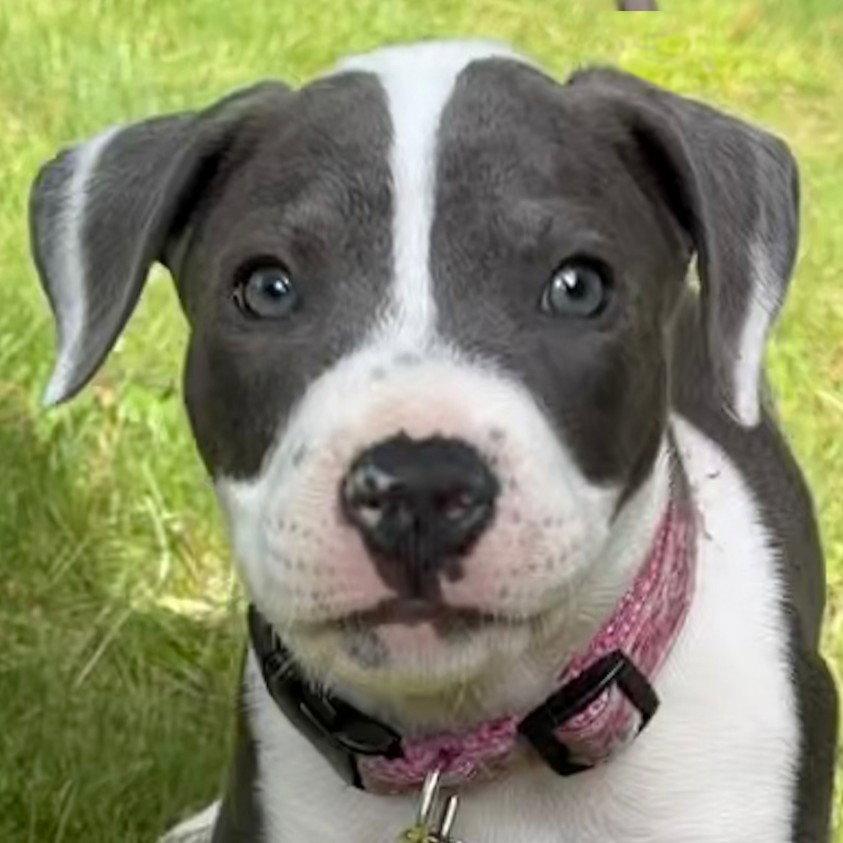 Remi, a Adopted Pit Bull Terrier in Framingham, MA image 2/3
