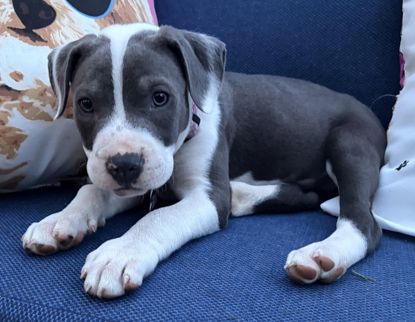 Remi, a Adopted Pit Bull Terrier in Framingham, MA image 3/3