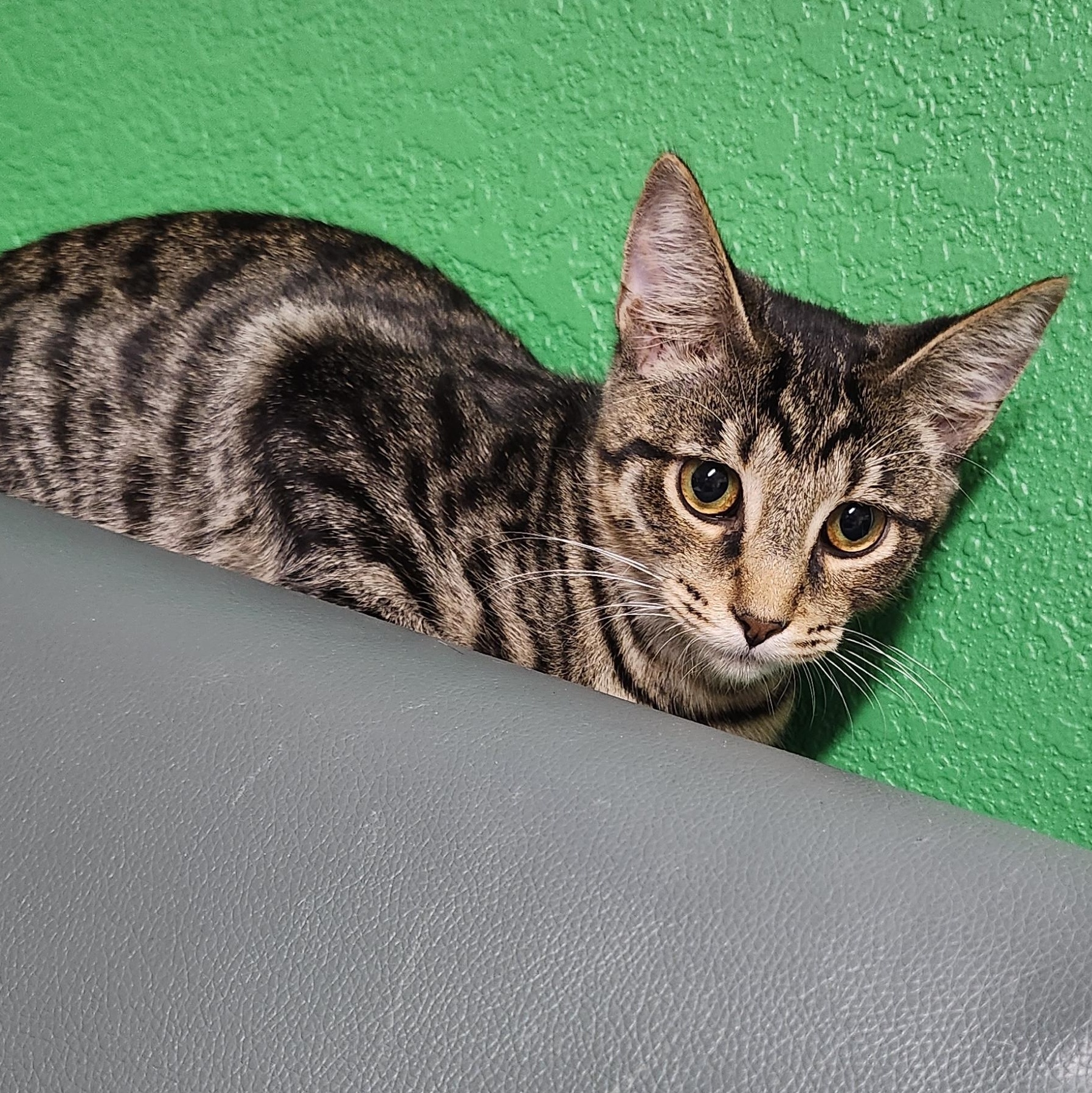 Elliot, adopted, Young Male Tabby.