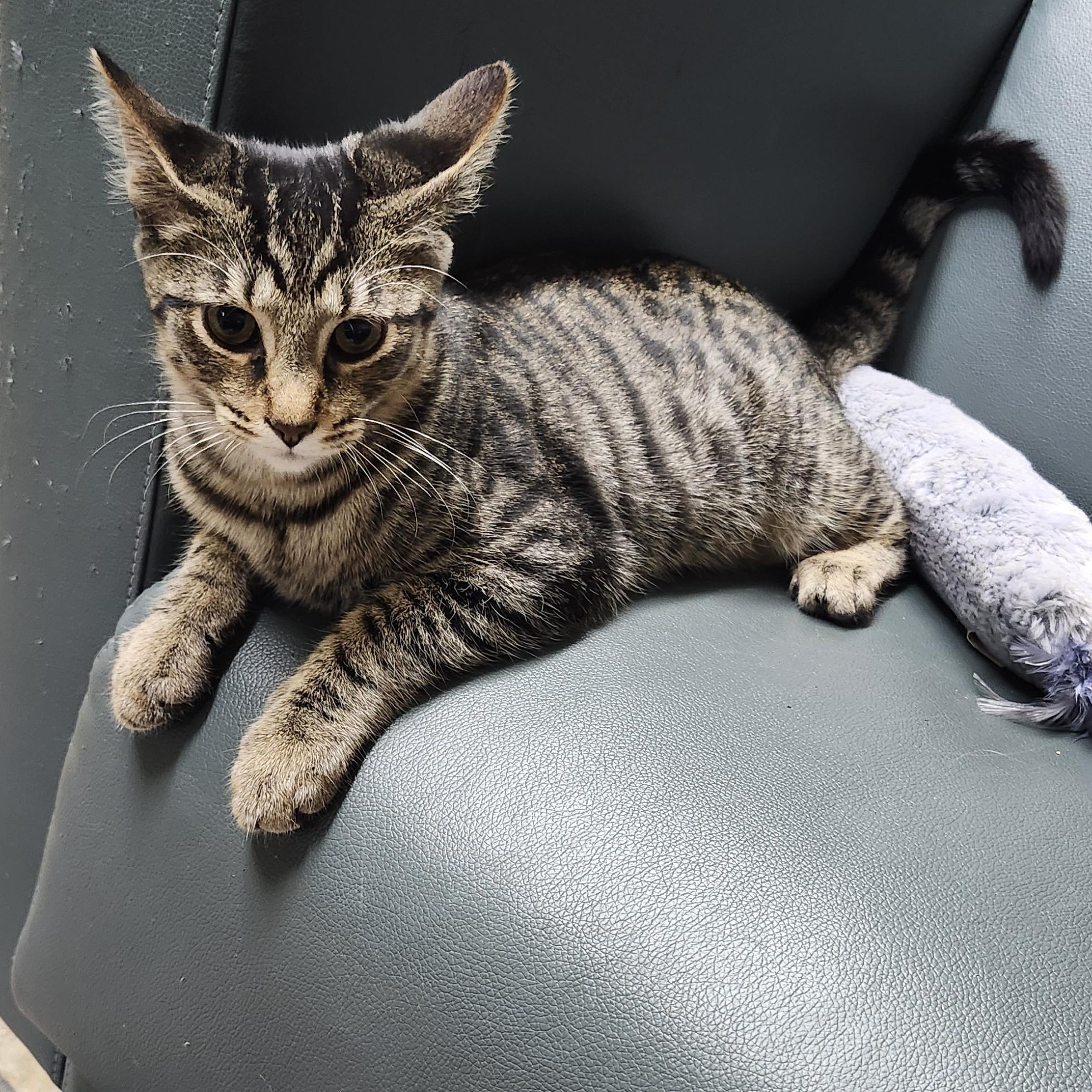 Enlarge Elliot, an adopted Tabby in Tahlequah, OK image 2/3