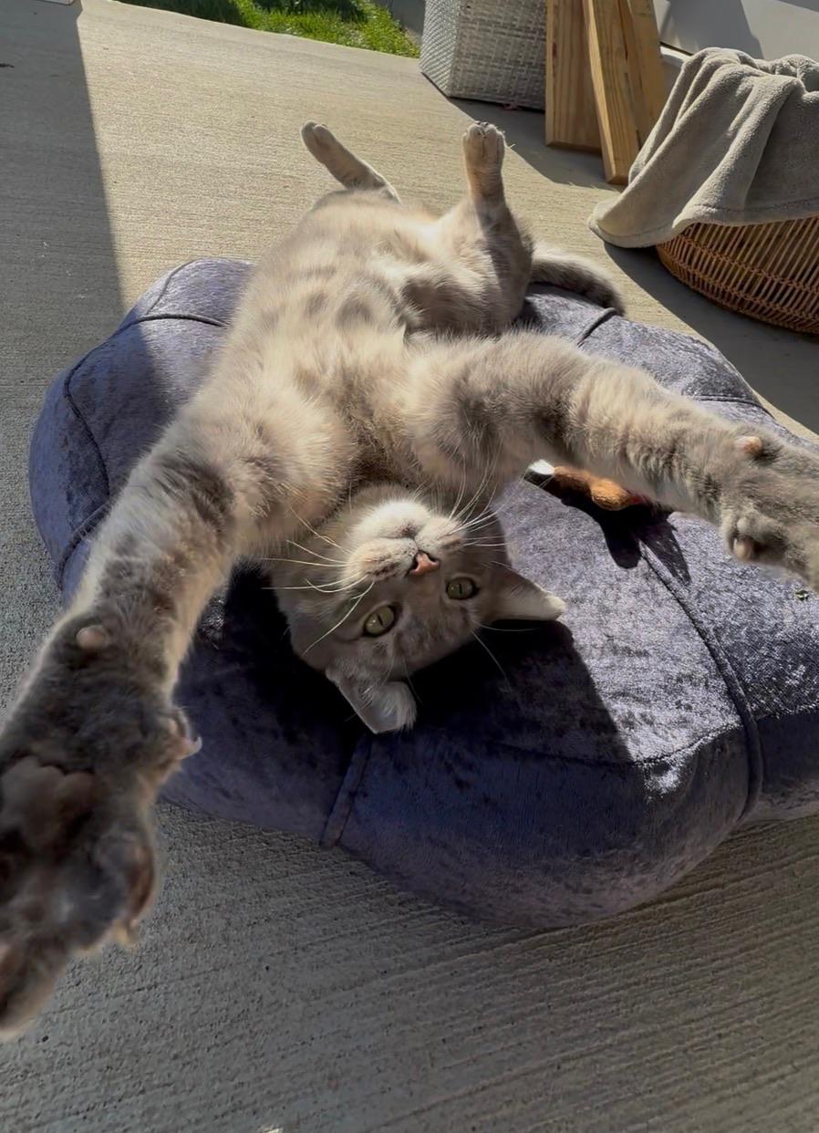 Enlarge PK, an adopted Domestic Short Hair in Nashville, TN image 1/3