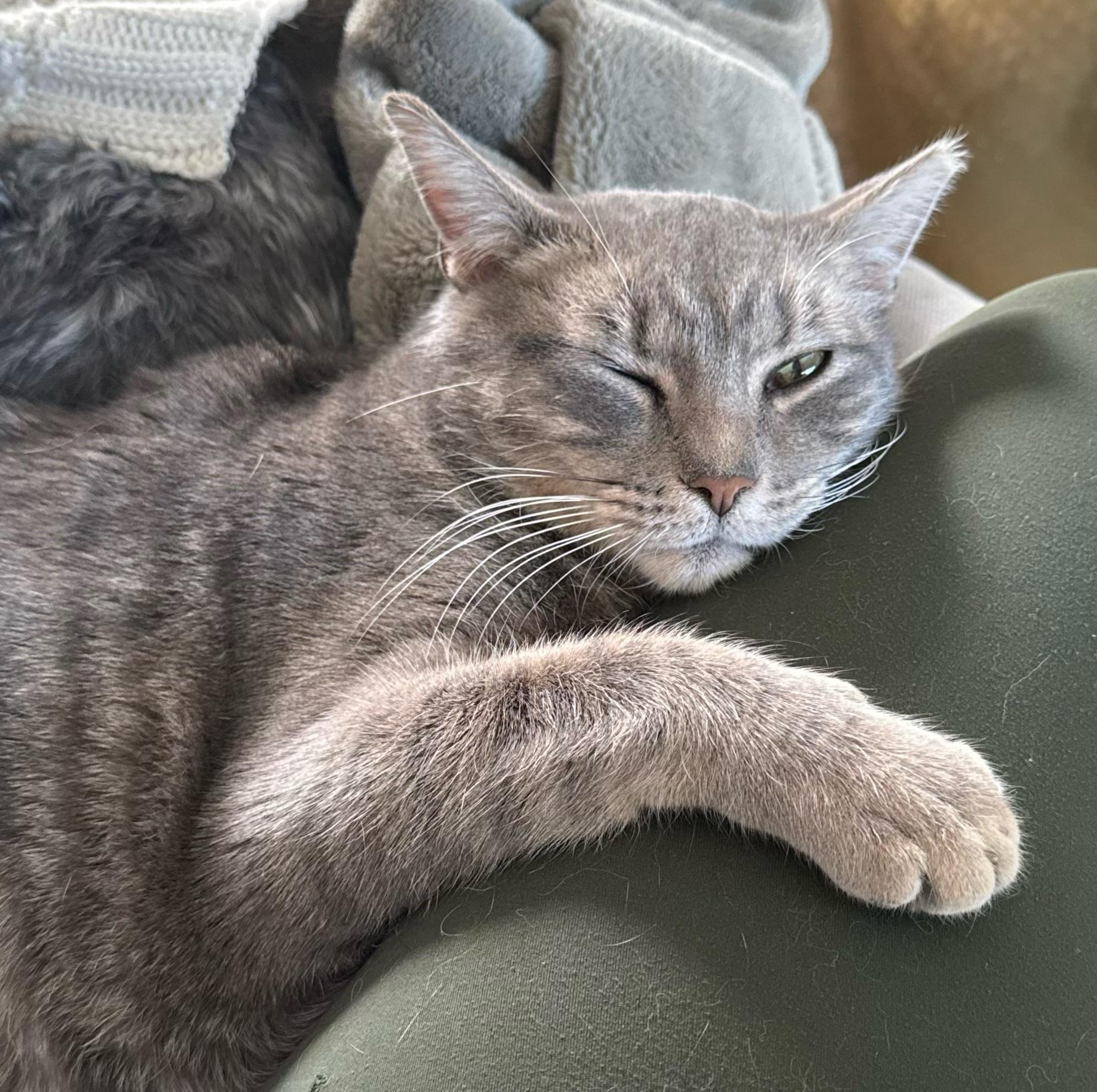 Enlarge PK, an adopted Domestic Short Hair in Nashville, TN image 3/3