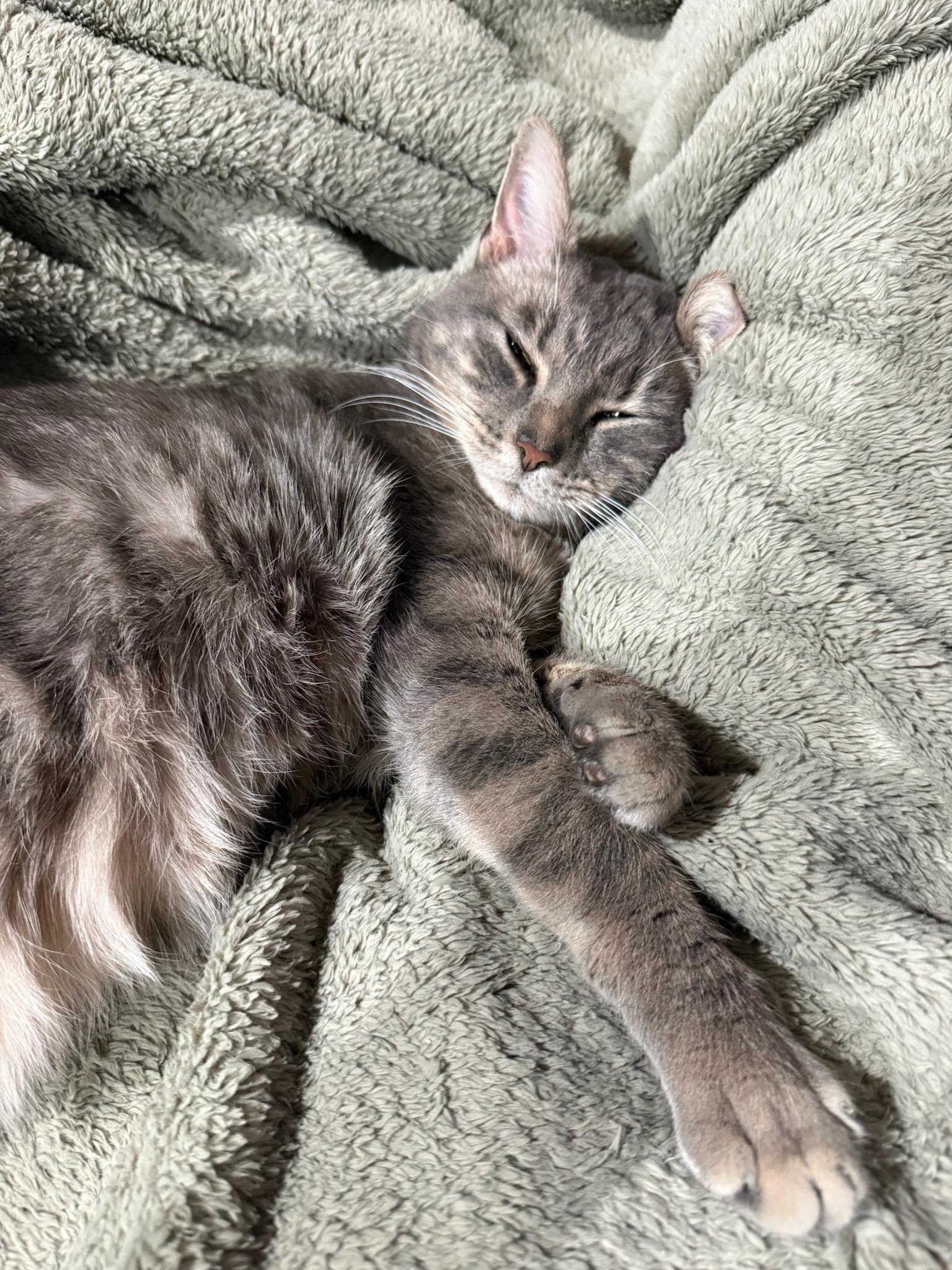 Enlarge PK, an adopted Domestic Short Hair in Nashville, TN image 2/3